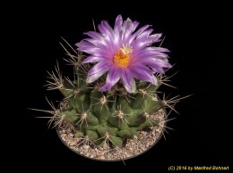 Thelocactus buekii 1542